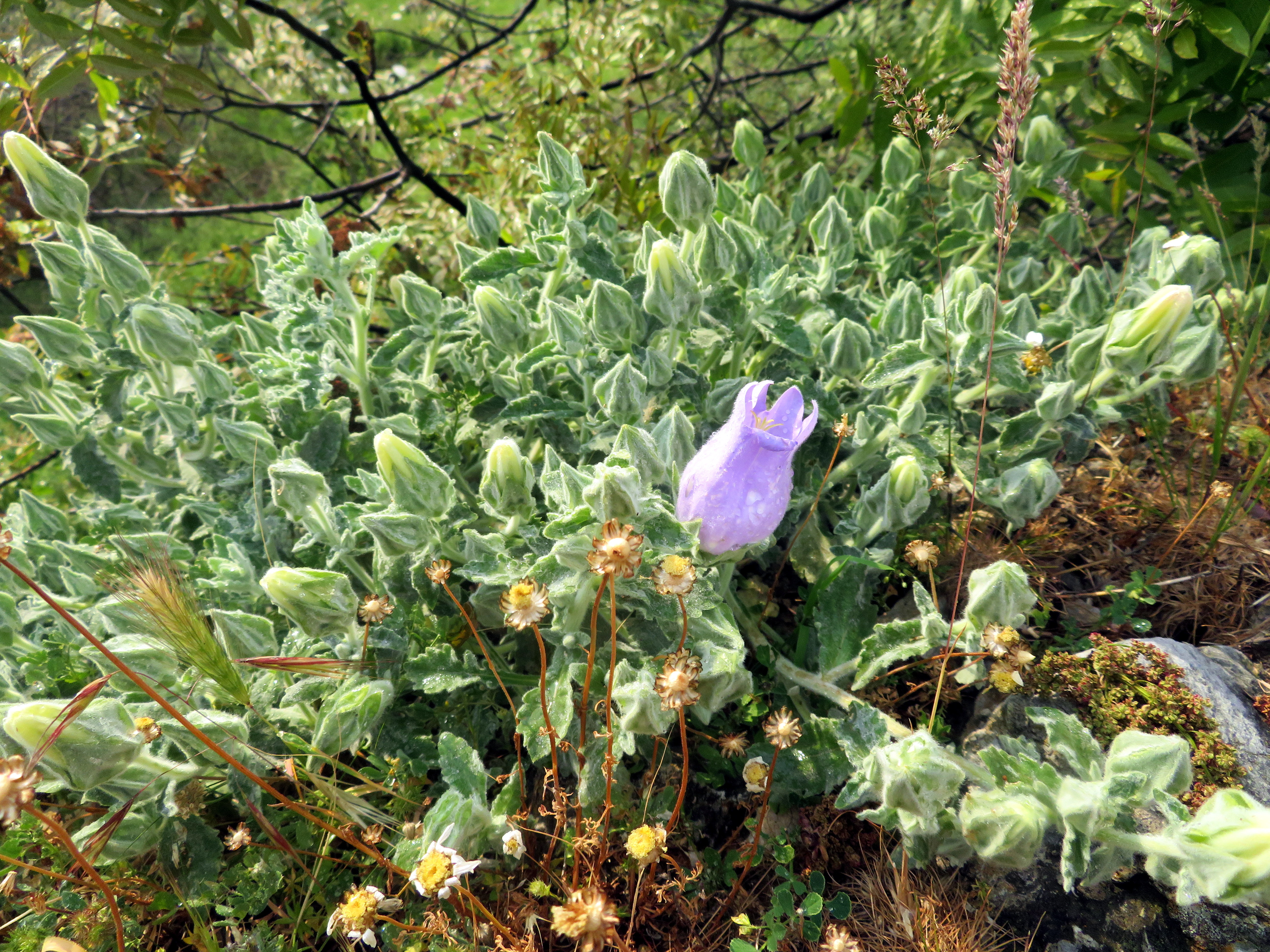 Cittaslow Botanik Park ÇAN ÇİÇEKLERİ ( Kampanula )