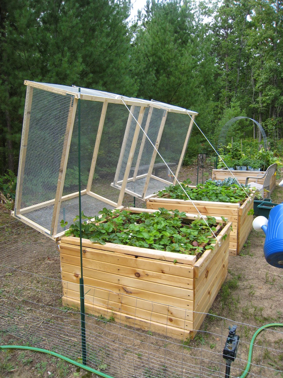 MadCityMike's Blog: "Strawberry Bed Protection......"