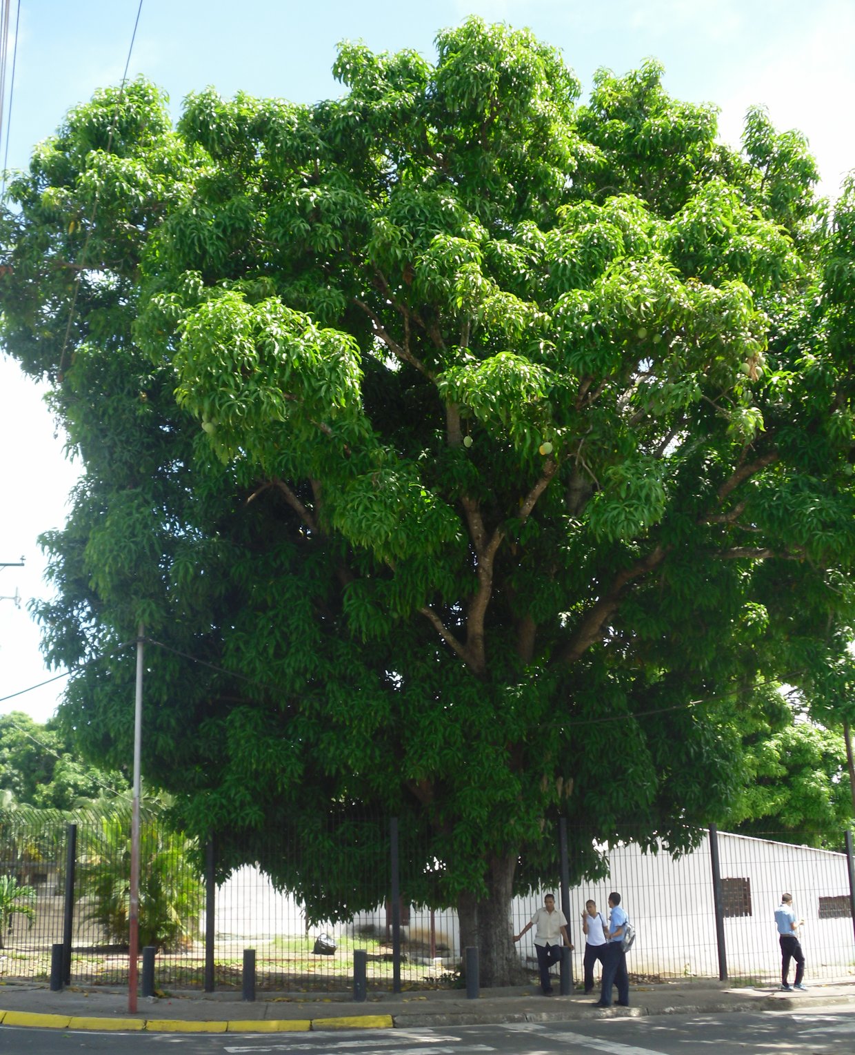 Guayana: Eje Sur Upata Santa Elena de Uairén: Árboles de Upata: Mangifera  indica o mango, excepcional regalo de Asia al trópico americano