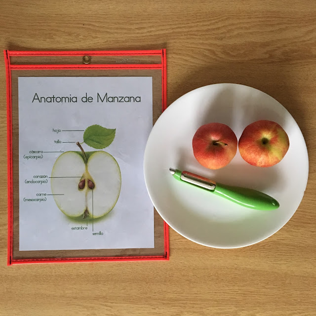 Apple Activities in Spanish For the Love of Spanish