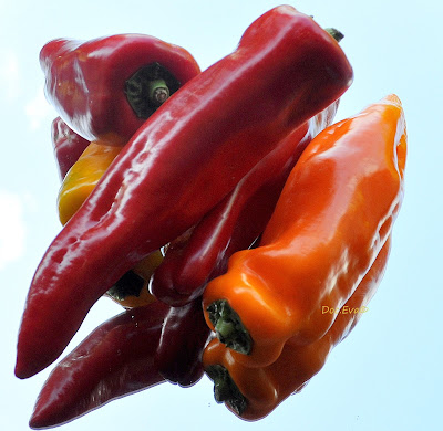 Rote Spitzpaprika (Capsicum annuum)