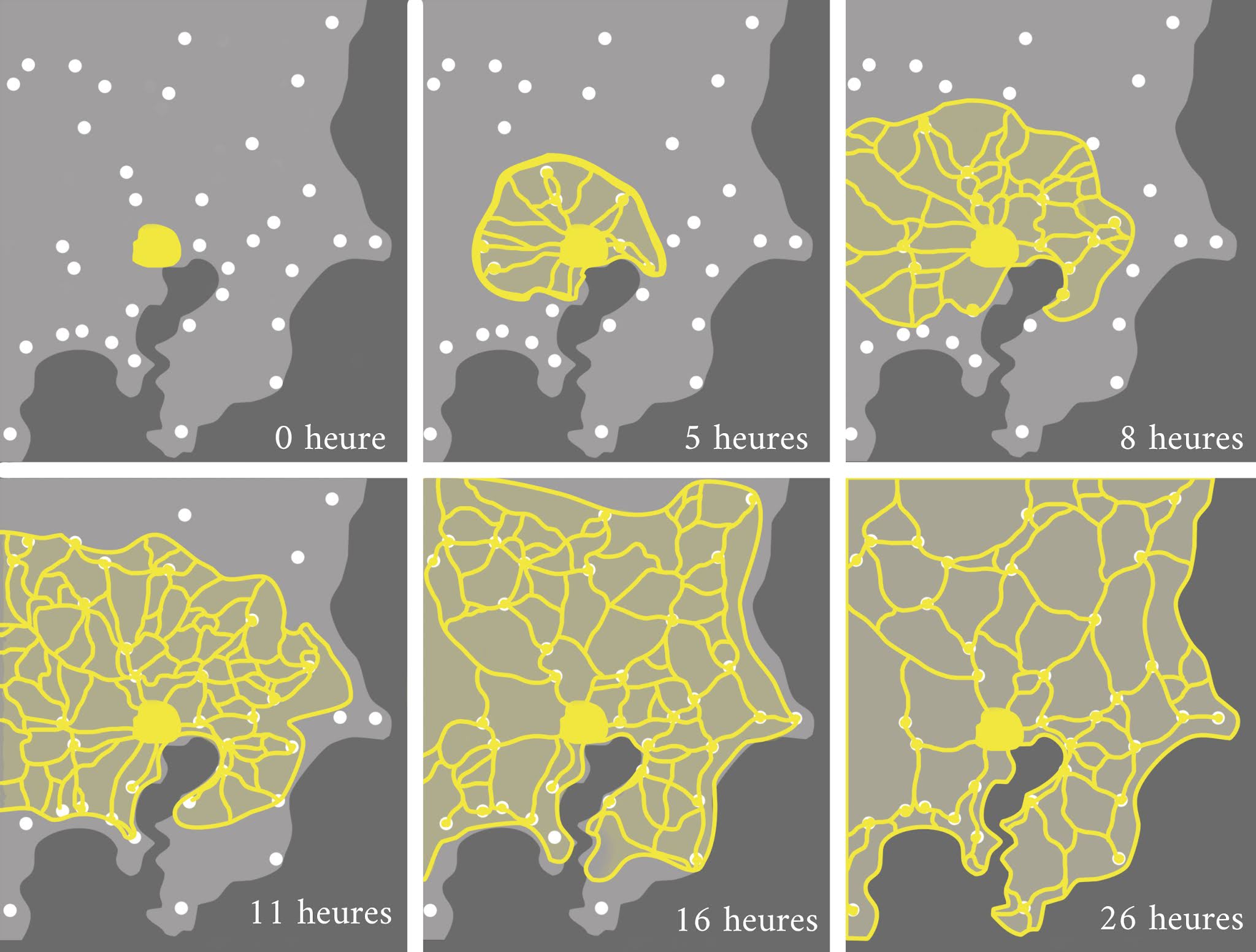 The fungal mind: on the evidence for mushroom intelligence