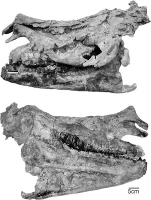 Aktautitan skull