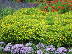 James Garden mass of orange zinnias, yellow rudbeckia, purple salvia, lavender ageratum by garden muses: a Toronto gardening blog 