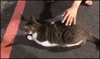 Funny Cat GIF • Up and down • Hilarious Elevator butt • Cat loves when her human pets her hot spot.