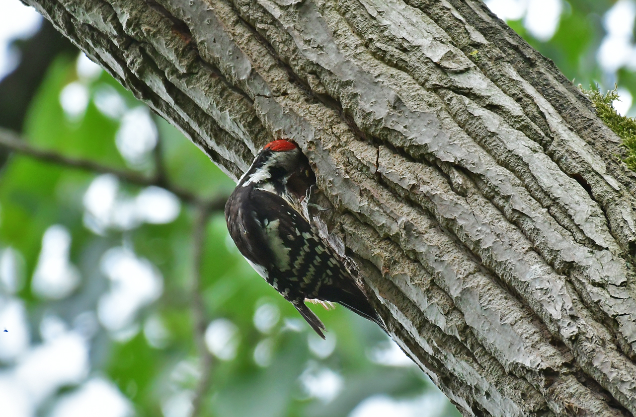 Jozef van der Heijden - Natuurfotografie: Jonge Middelste bonte specht