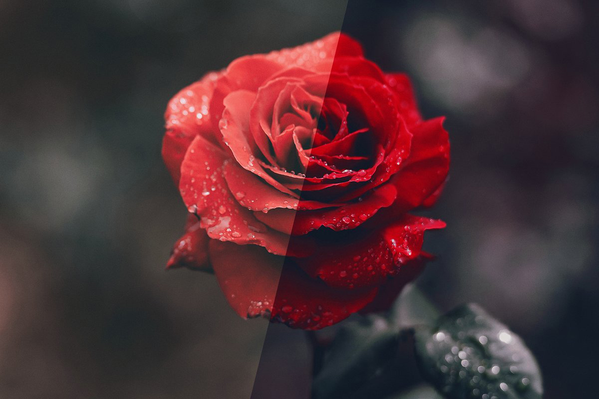Rose Photoshop Action 4974092 3 Rose Photoshop Action 4974092 .