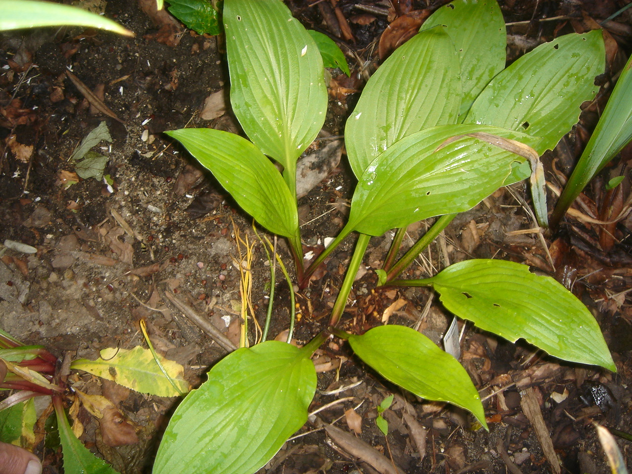 PPP Hostahave: Dagens Hosta MARASCHINO CHERRY-