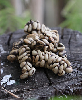 Kopi Luwak - Civet Coffee