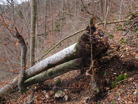 Peter S Laufseite Trailtraining In Blaubeuren Am 16 07 2019