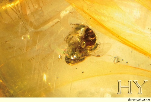 FOSSIL LEBAH KELULUT (STINGLESS BEE) BERUSIA JUTAAN TAHUN DITEMUI ...
