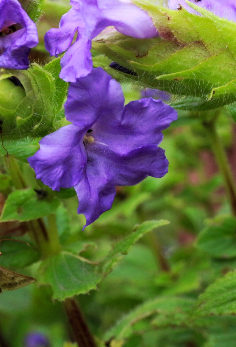 Topli Karvi the bride which blooms every seven years!