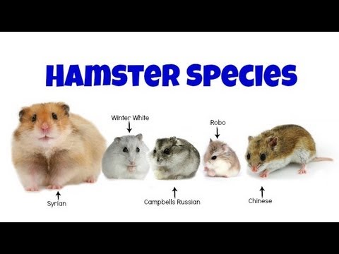 Different Types Of Syrian Hamsters 2025