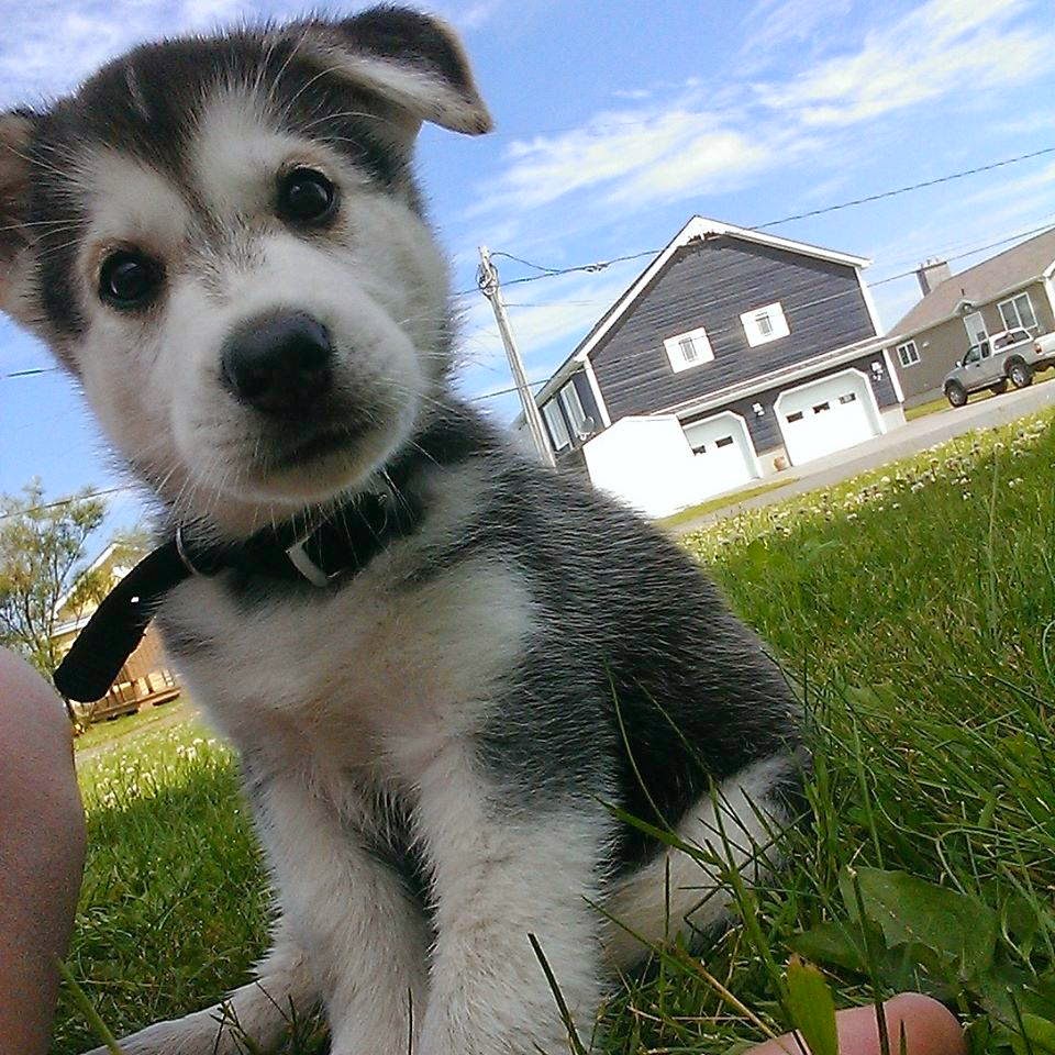 Cute dogs part 33 (50 pics) Amazing Creatures Cute dogs part 33 (50 pics) Amazing Creatures
