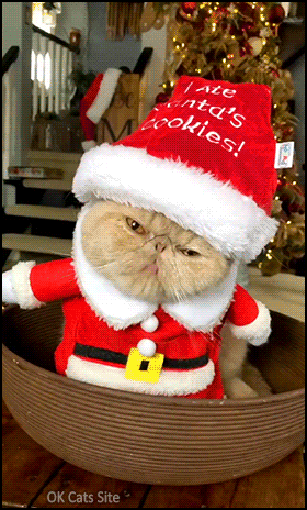 Santa Cat GIF • Santa paws ate all Santa cookies. He's a cute and funny Cookie Monster!