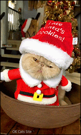 Santa Cat GIF • Santa paws ate all Santa cookies. He's a cute and funny Cookie Monster!