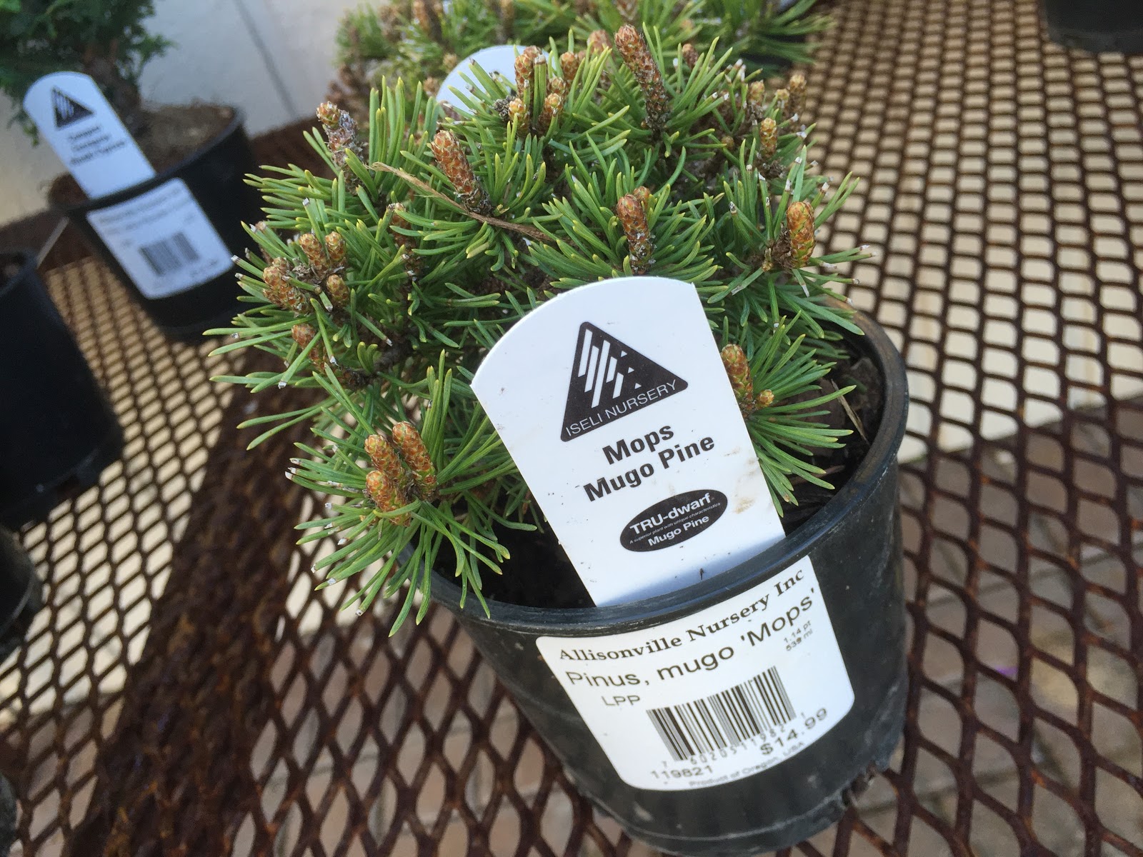 Les 17 Meilleures Images De Arbuste Arbuste Jardin De Topiaires