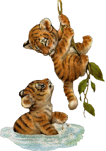 Animation Bundle: Animated Lions and Tigers Doing Routine Activities in  Jungle and Circus . See animated lions and tigers roaring, running, eating  , loving their babies