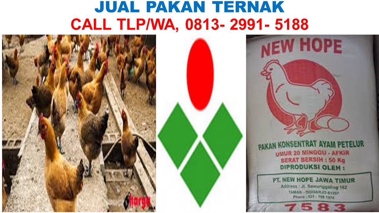 Pakan Ayam Broiler Umur 3 Minggu Tlp Sms Wa 0813 2991 5188