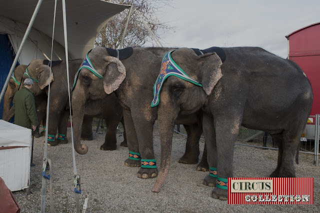 les 4 éléphants attendent pour entre dans le manège du cirque