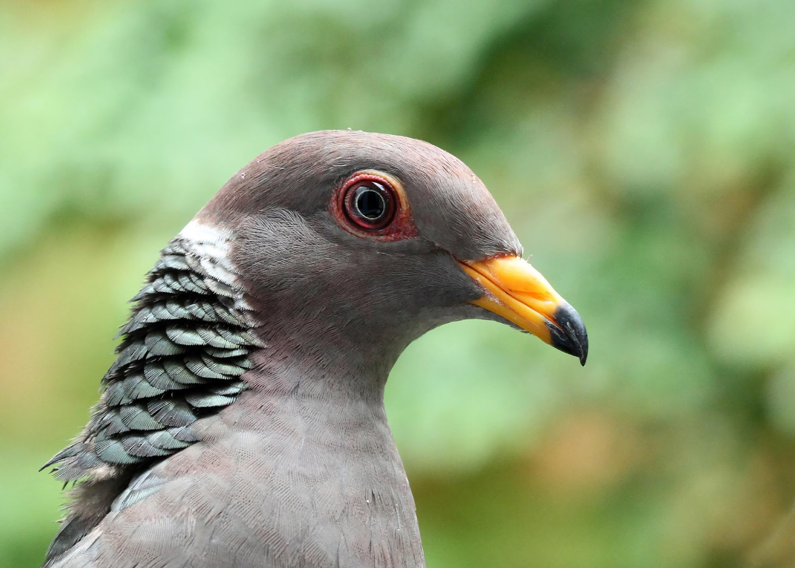 Shoreline Area News For the Birds Bandtailed Pigeon Do You Have Some?
