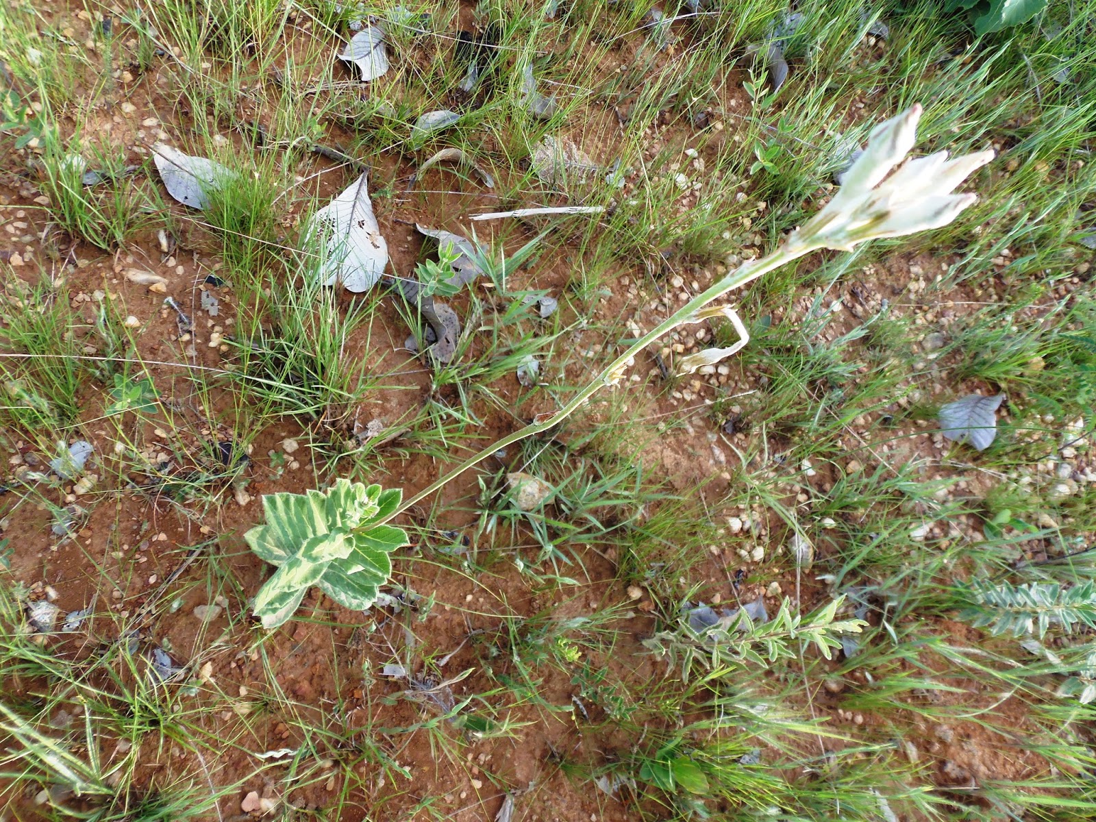 Plantas que curam: Velame-branco