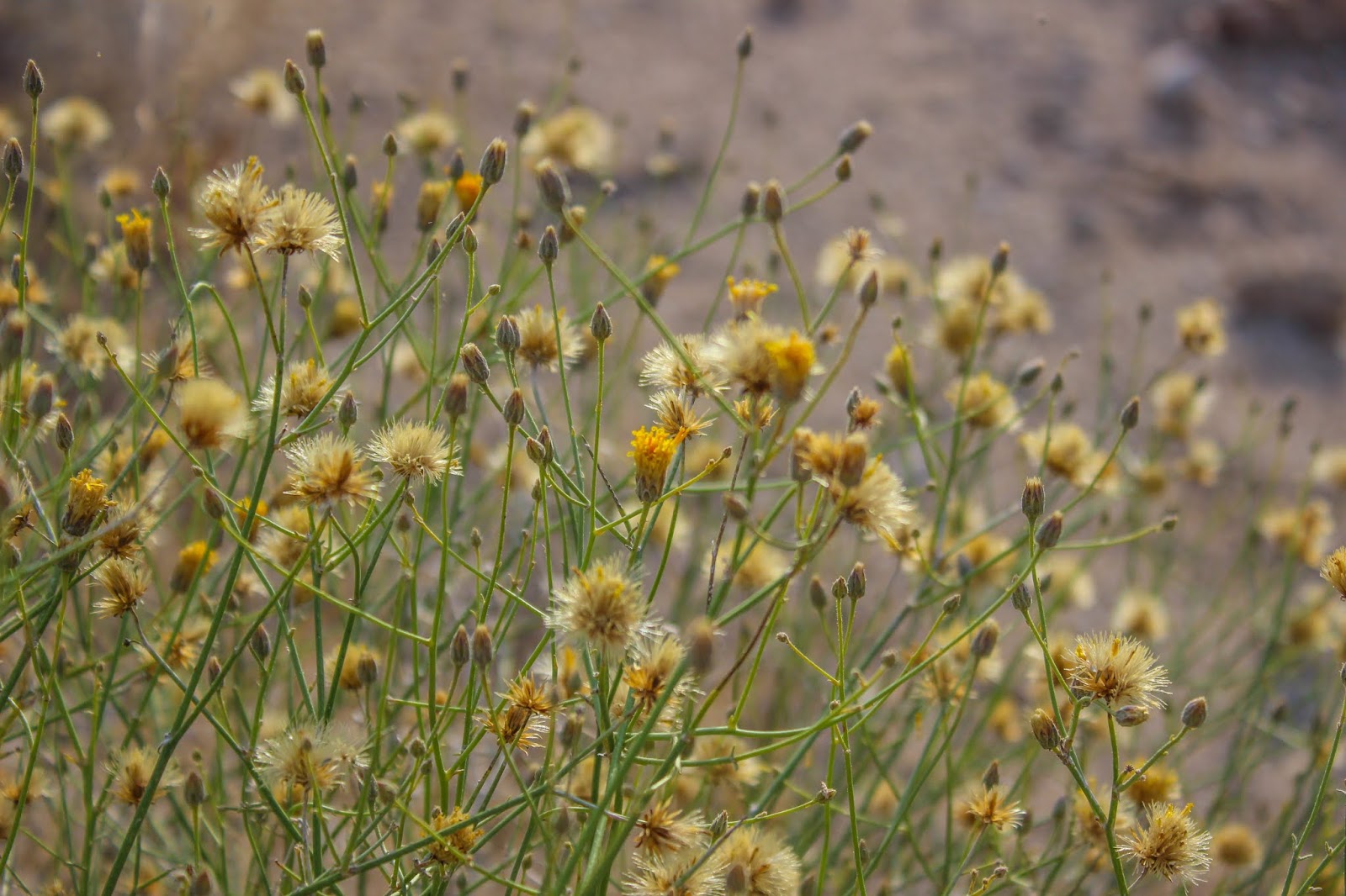 Cannundrums Button Brittlebush