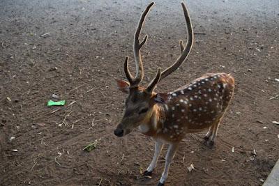 A deer of Wildlife Breeding Center A deer of Wildlife Breeding Center