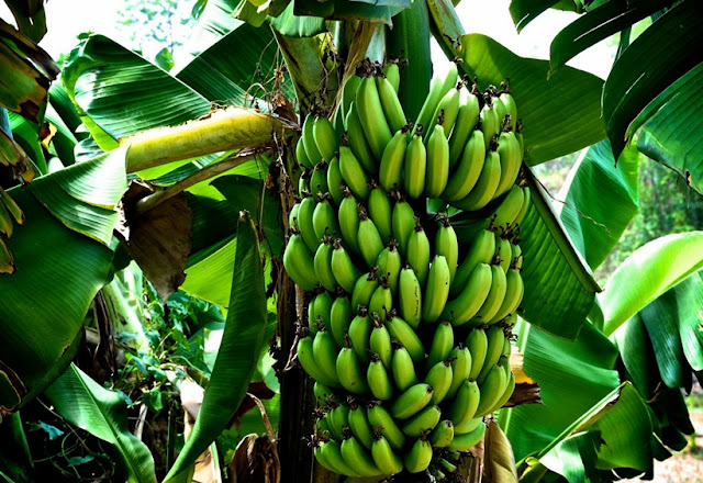 manfaat buah pisang untuk kesehatan