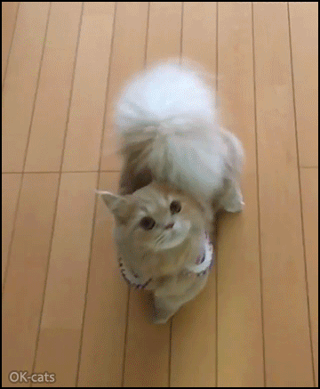 Amazing Cat GIF • "Squirrel cat" with huge fluffy tail is hungry, standing up begging for food. “Please Mom feed me...” Amazing Cat GIF • "Squirrel cat" with huge fluffy tail is hungry, standing up begging for food. “Please Mom feed me...”