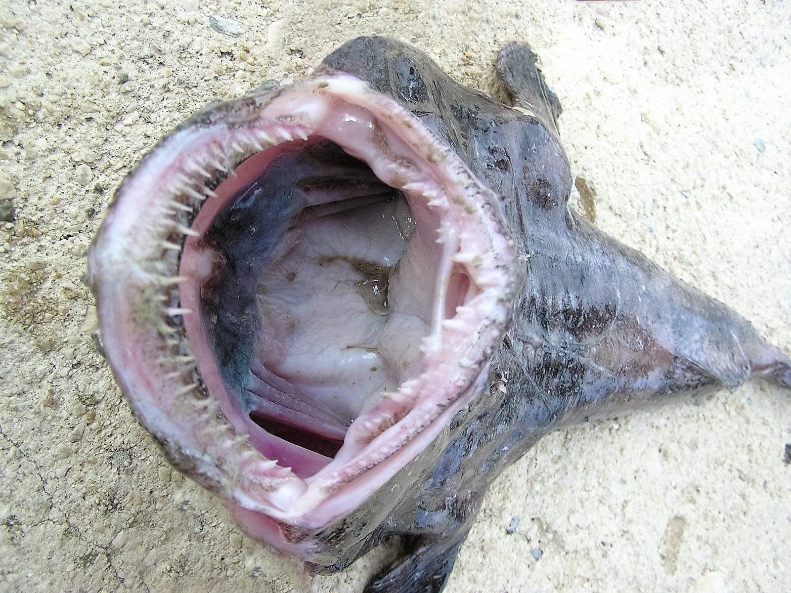 Как выглядит рыба черт. Морской черт (lophius piscatorius). Европейский удильщик морской чёрт. Морской черт (lophius piscatorius). Глубоководная рыба удильщик.