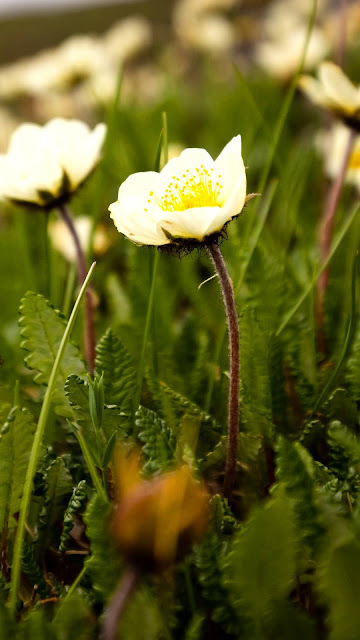 Wallpaper with white flower