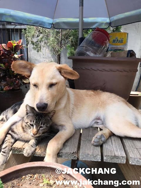 Dog and cat