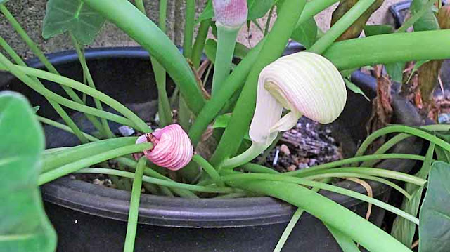 flower, plant, Cobra Lily