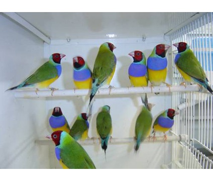 Gouldian Finches Food: Gouldian Finches Food