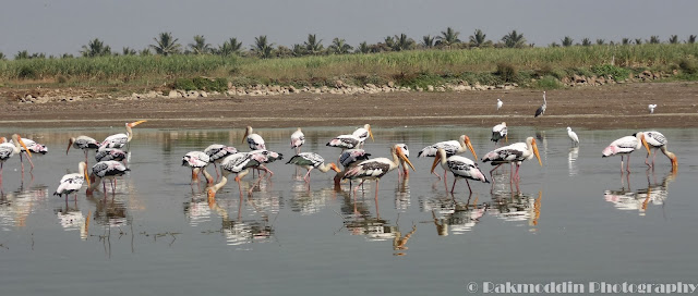 Migrated bird watching at Bhigwan kumbargaon - Simply amazing experience