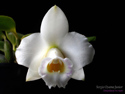 Orquídea Laelia alaorii