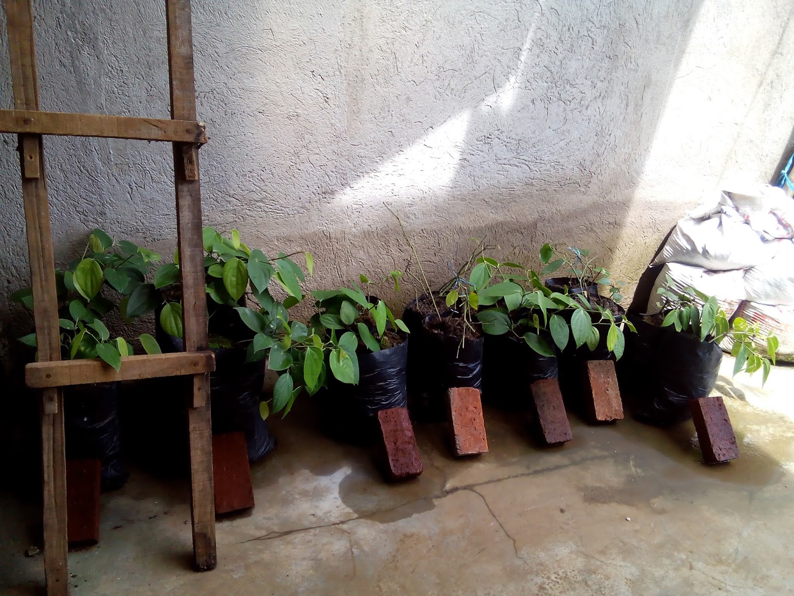 Budidaya Lada Hitam di Kebun Pekarangan