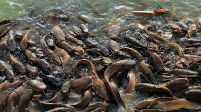 Panduan Terlengkap Budidaya Ikan Lele Hasil Melimpah