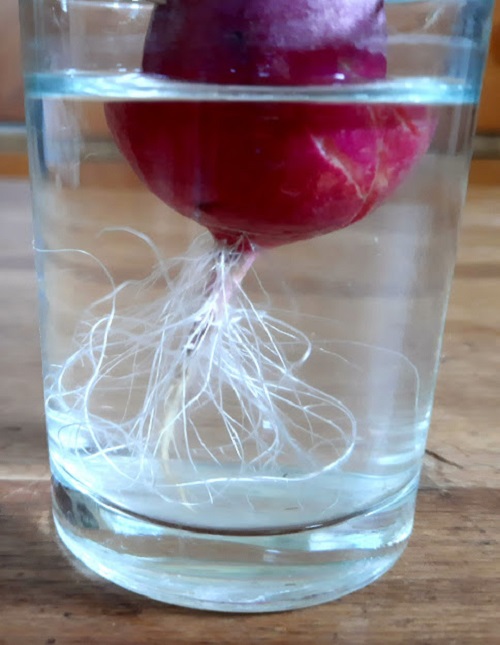Kelly's Classroom Online How to Grow Radishes from Scraps