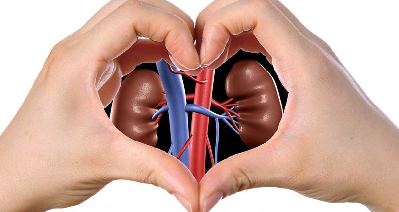 Fungsi Dan Cara Untuk Merawat Ginjal Catatan Adi