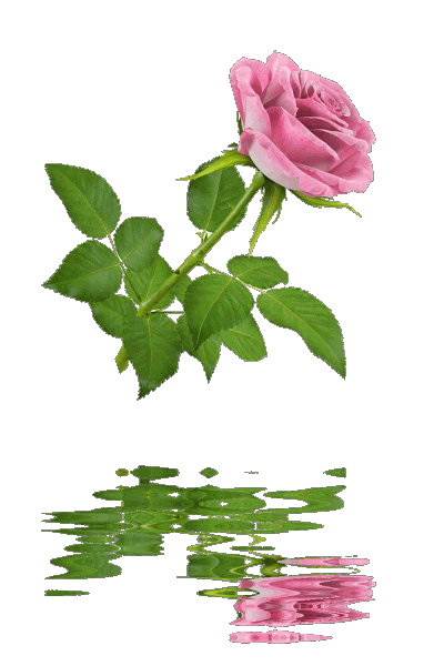 Bem Fácil PNG : Rosas Png com reflexo de Água gifs d'rose