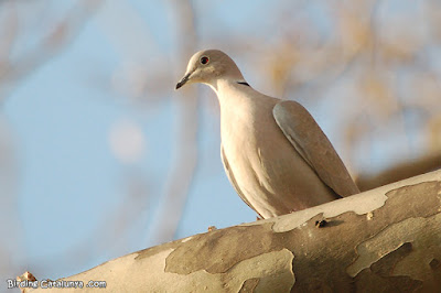 Tórtora turca (Streptopelia decaocto)