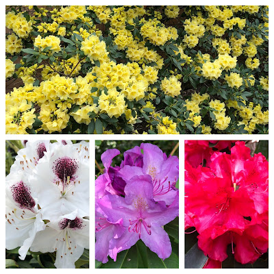 Yellow rhododendron bush and white, purple, and red rhododendron flowers