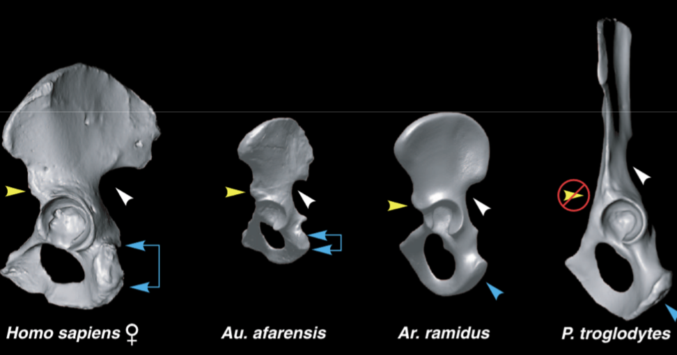 Human Evolution The Emergence of Upright Walking June,15