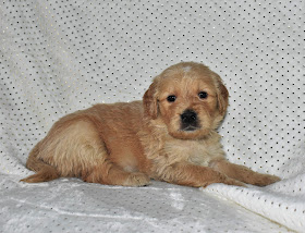 Golden Doodle 8 Things To Know About The Miniature Goldendoodle