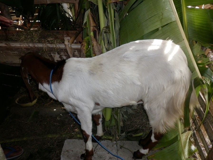 Kambing Etawa Bantuan Dinas Peternakan Bojonegoro Kim Sendang Potro