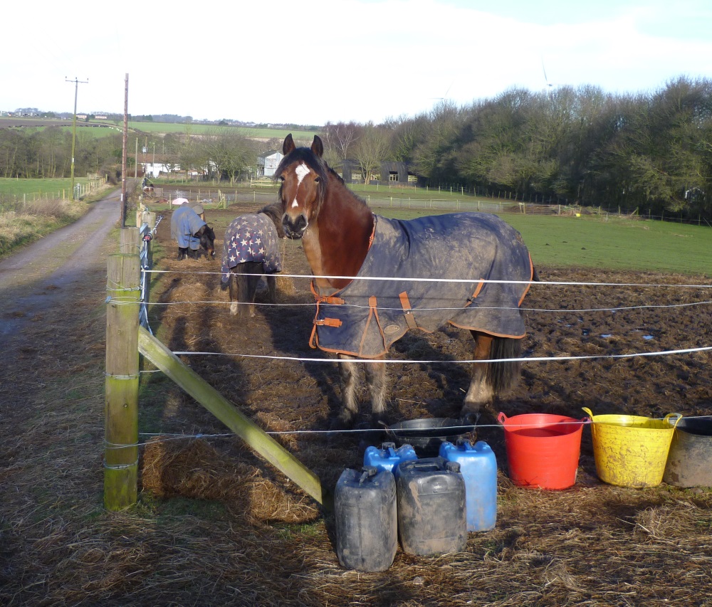 Vale of Belvoir Ramblers Blidworth and Harlow Wood. 4th February 2018