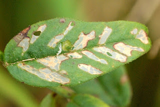 Yaprak oygusu (Agromyza vicifoliae)