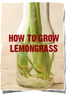 health benefits of lemongrass